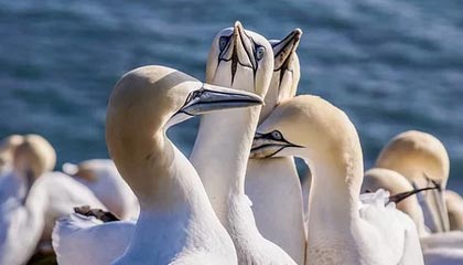 九游娱乐-曼联后防线三人缺阵调整成关键，曼联后卫线