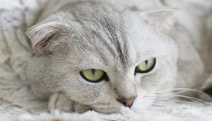 九游APP官网-湖人连败詹眉组合疲软，湖人无詹眉大胜雷霆