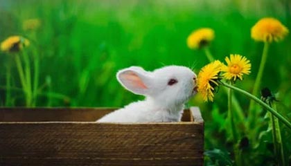 九游官网下载电脑版-赛程密集与欧战赛程对阵容轮换策略影响，欧战新赛制