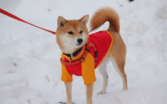 九游网页版官网-_运动员反兴奋剂教育：维护运动纯洁性_，运动员反兴奋剂标语