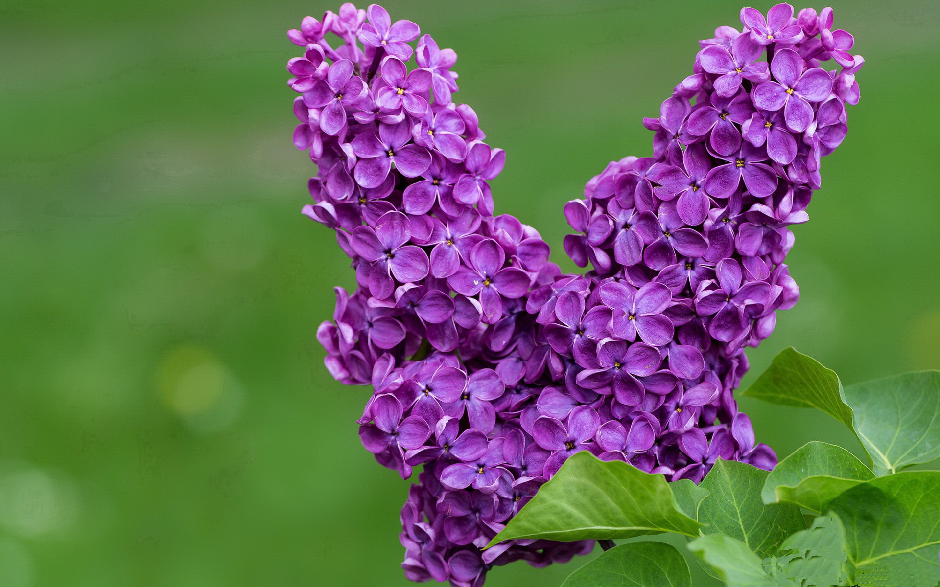 _老鹰快攻犀利，场面火爆不断_，老鹰cg