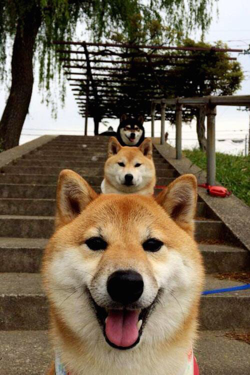 _职业摔跤:热血挑战常规体育规则_,职业摔跤联盟游戏怎么玩