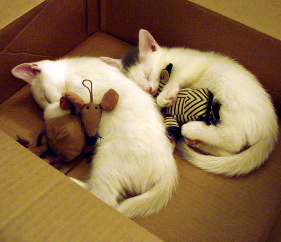 “攻势如潮,比分持续飙升!谁能守住领先优势?”,即时比分查询