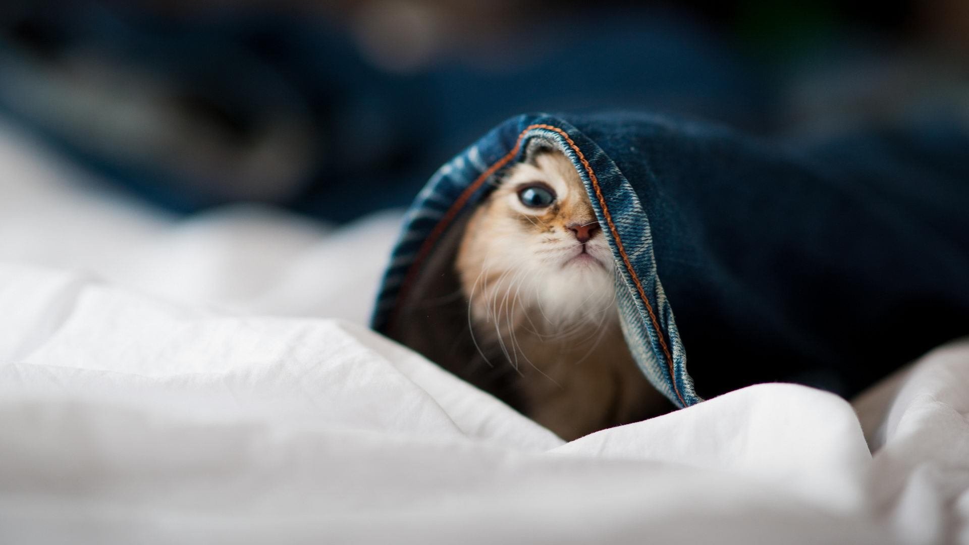 【比赛实录】逆局中的“奇谋”，运动员如何布局攻防？