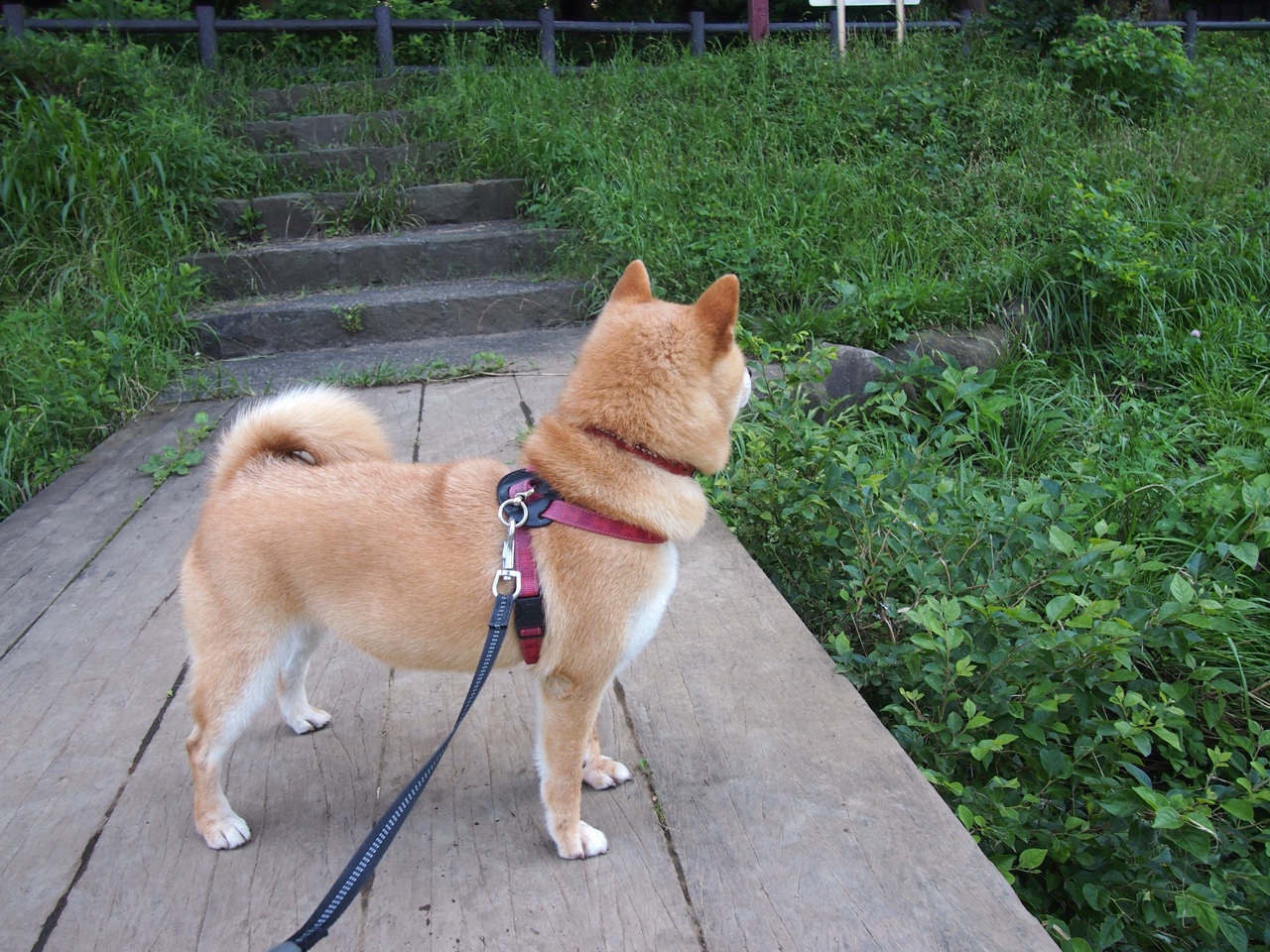 意甲新战术体系逐渐成型，球队表现亮眼，意甲新人