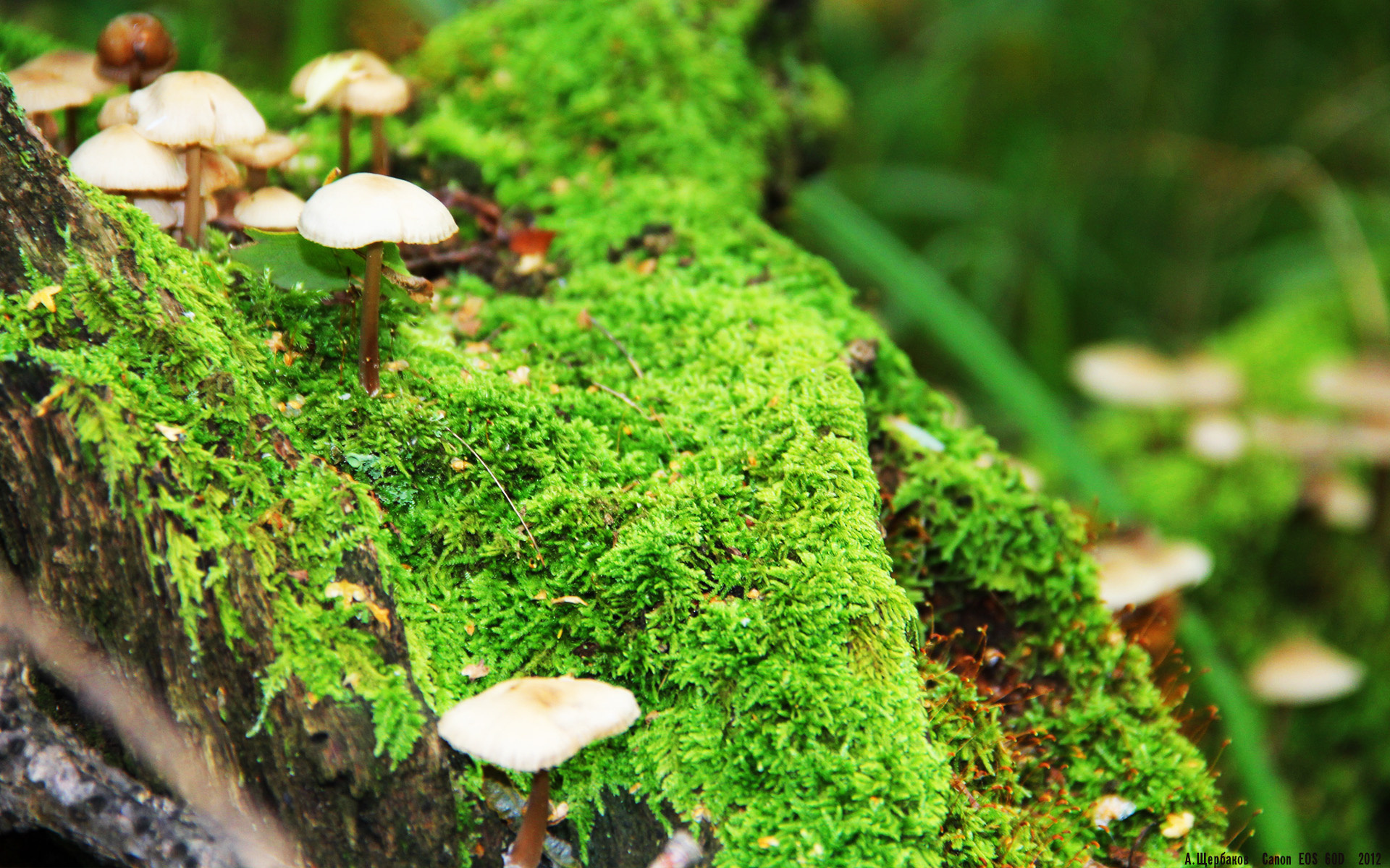 意甲豪门争夺意大利“未来之星”，高价逆天，2019足坛未来之星