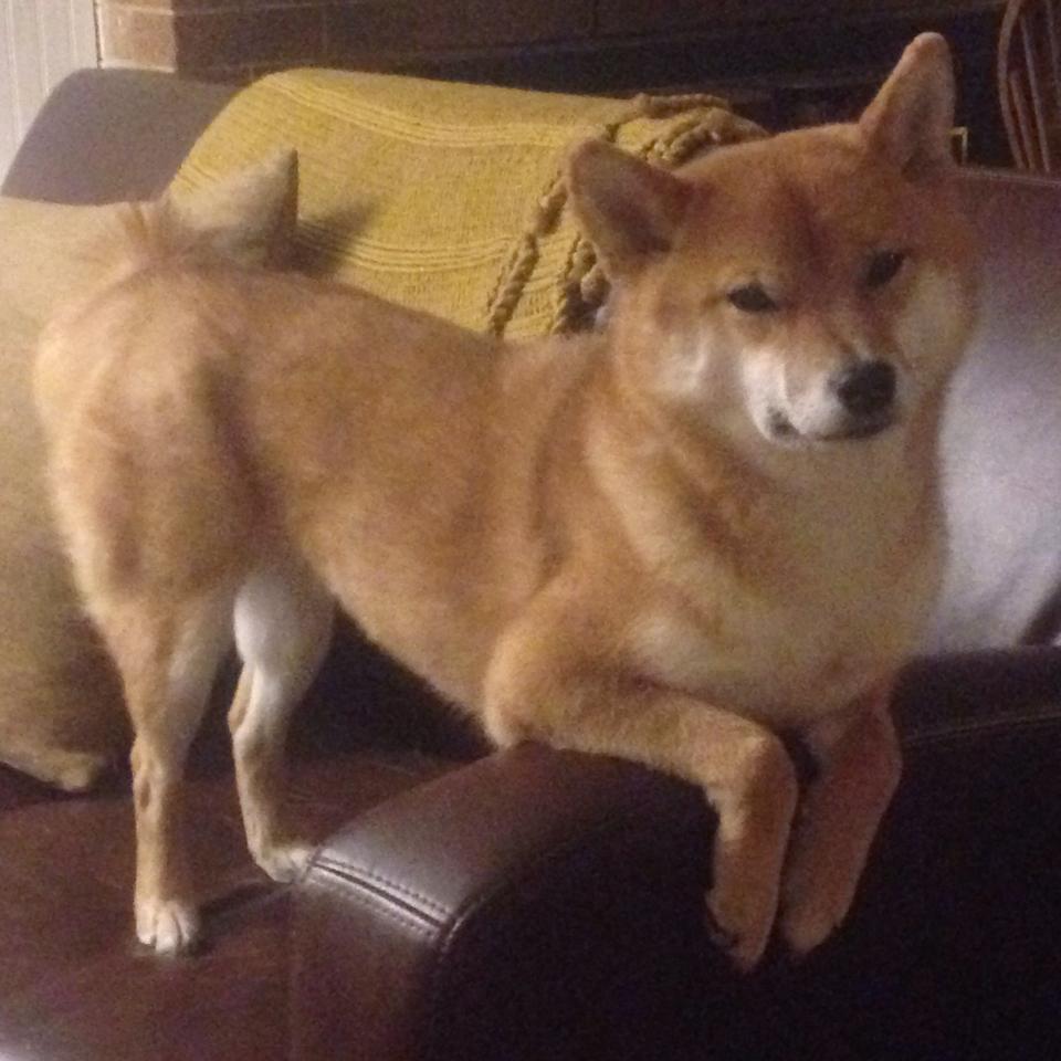 潜力“黑马”崛起：未来几年的巨大可期，2021年潜力黑马股