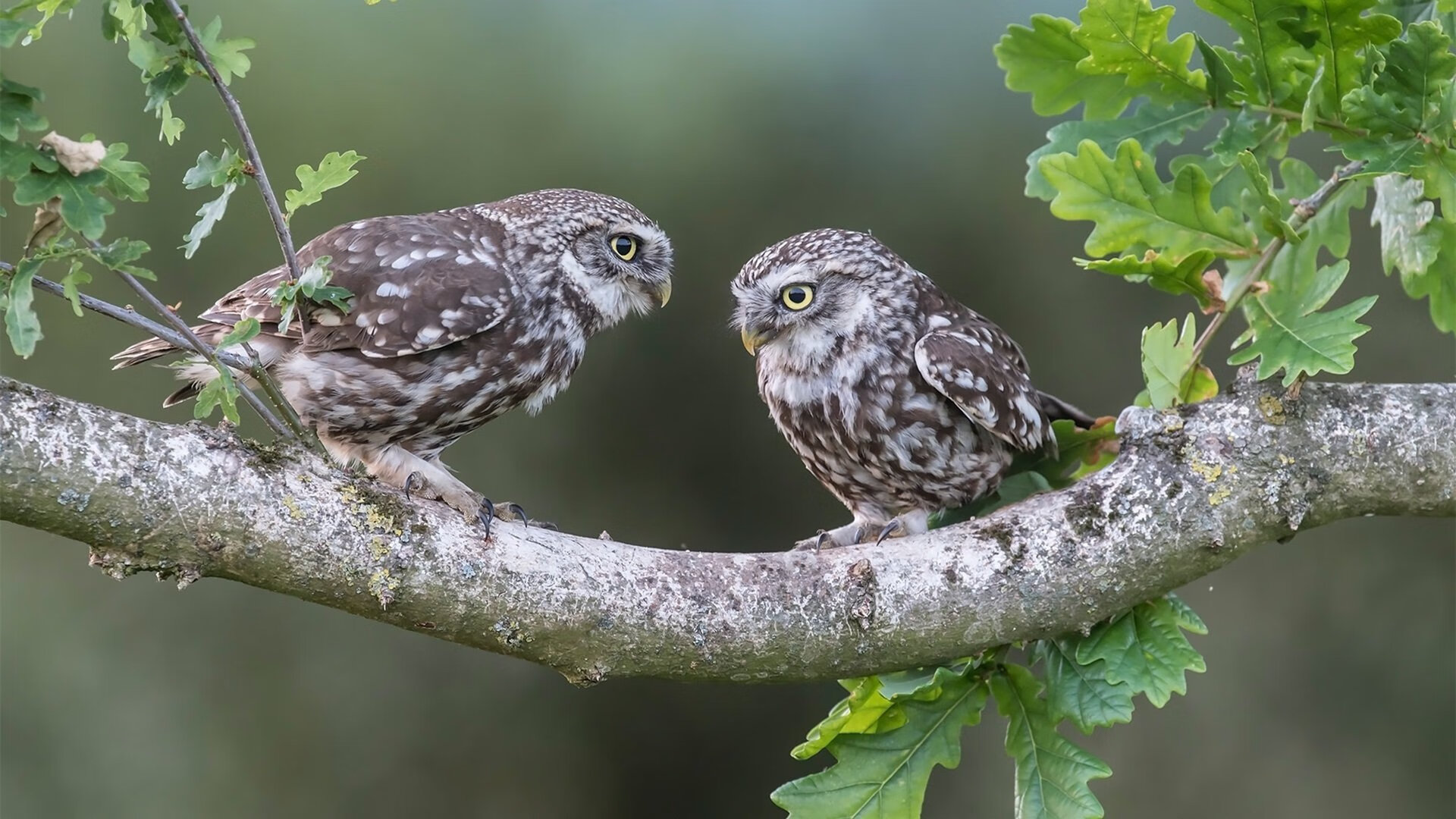 特色山脊滑索穿越,飞跃山谷体验极限运动,飞跃山峰