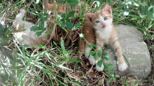 电竞选手个人品牌建设加速,电竞职业选手挂牌