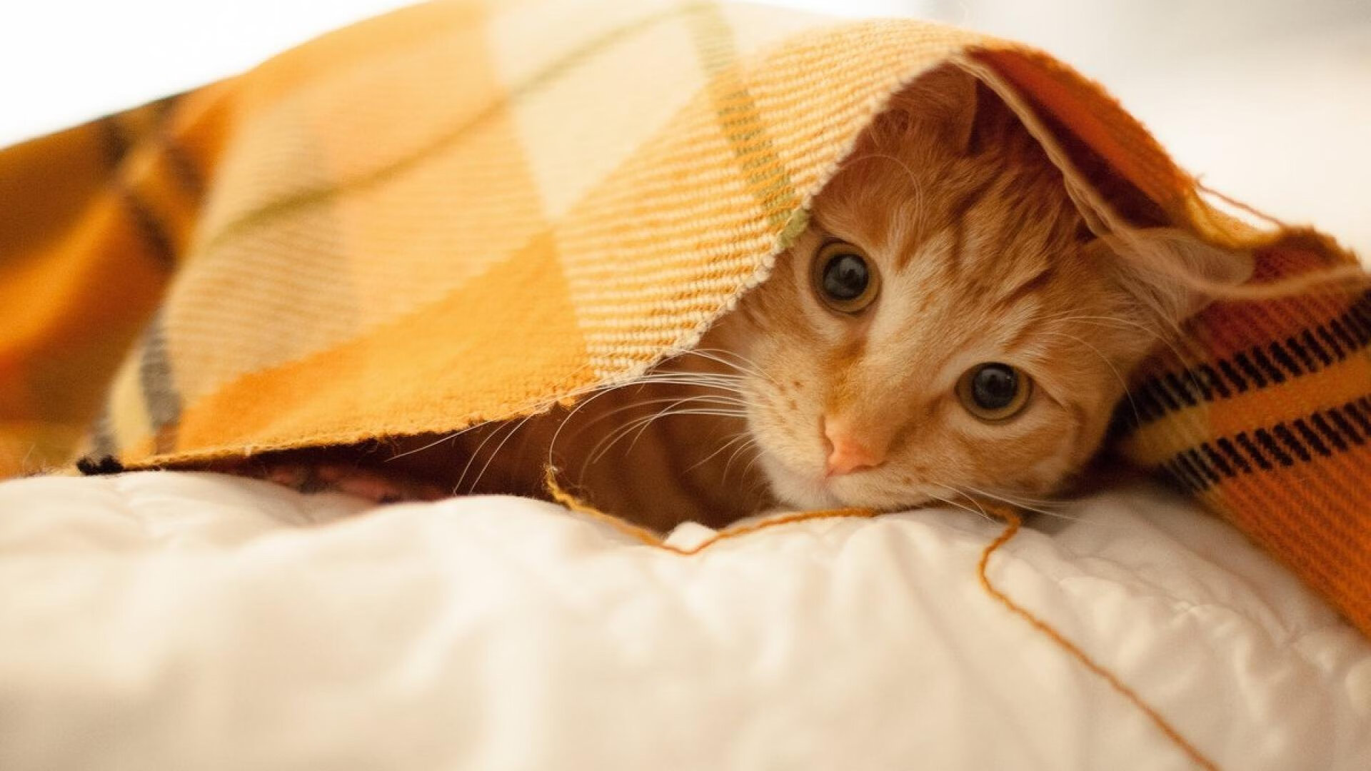 PSG.LGD教练团队策略调整,psg战队教练