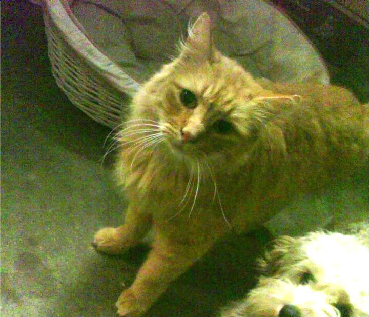 RB莱比锡对阵勒沃库森数据对比，rb莱比锡对科隆