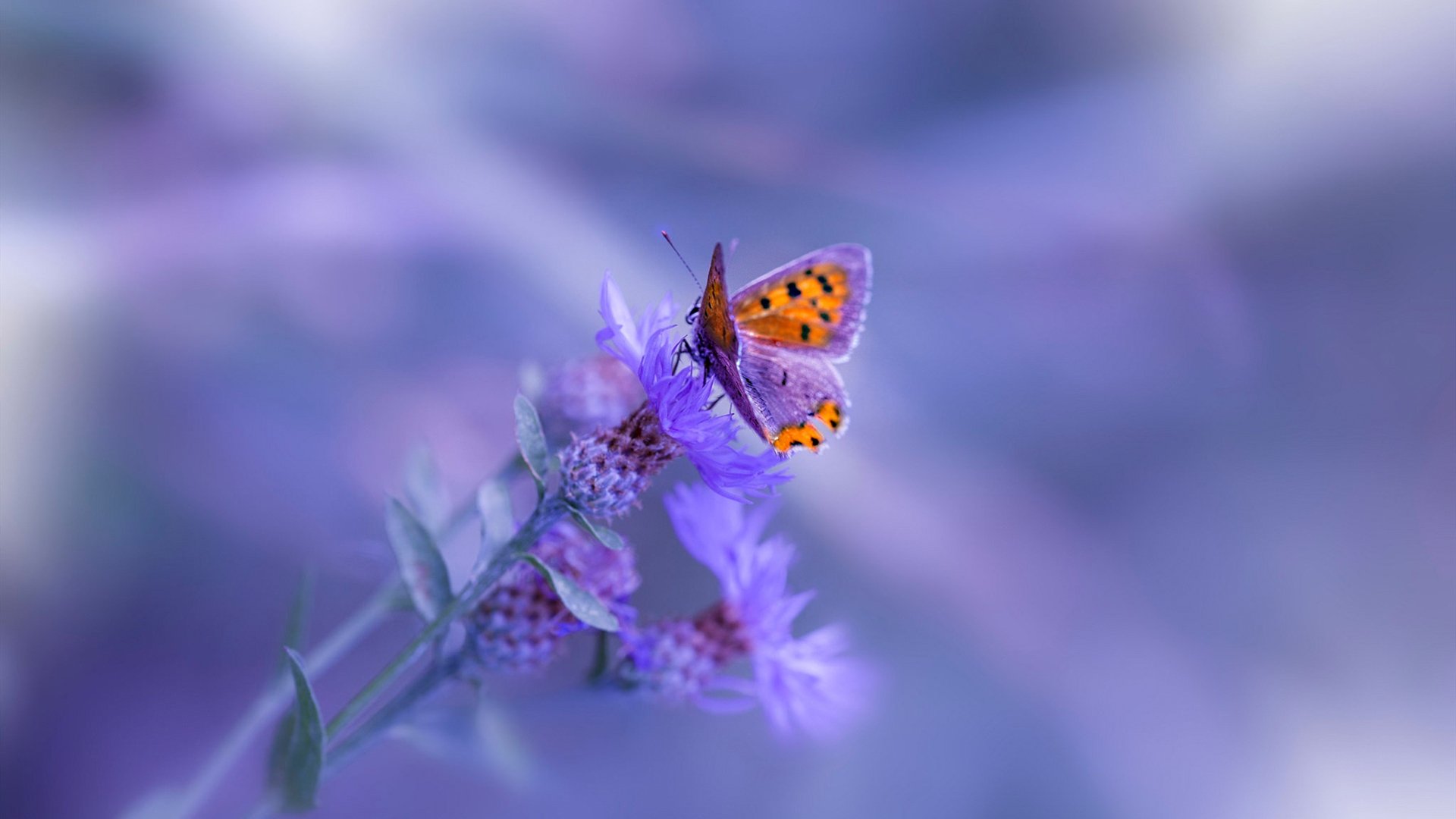 中国复合弓男队在射箭世界杯上海站时隔12年再获铜牌,复合弓射远世界纪录