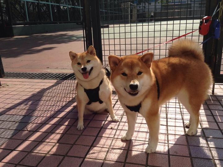 九游娱乐(jiuyou)官方网站-亚洲篮球球队国际比赛表现亮眼，亚洲 篮球