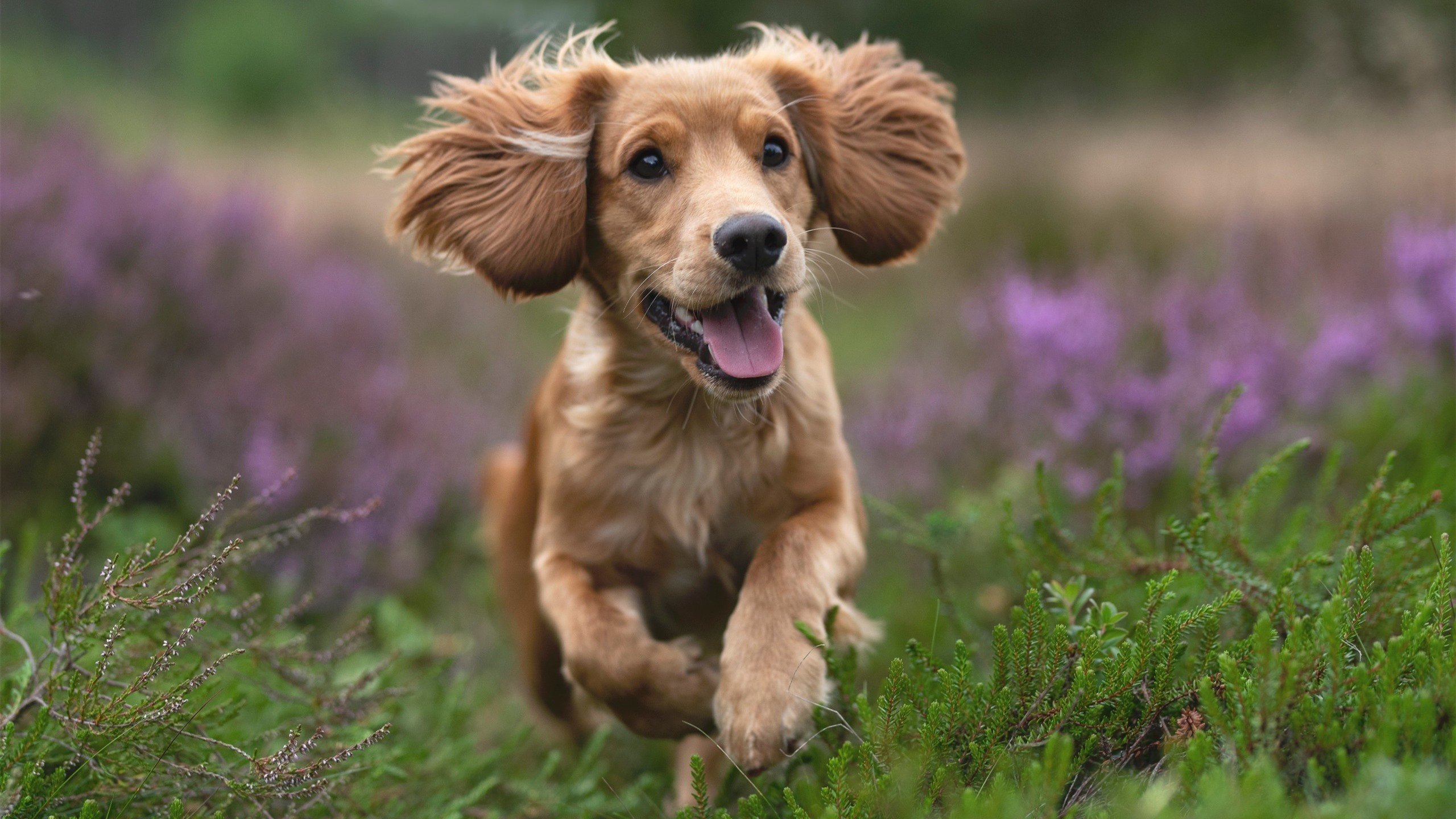 欧洲联赛再掀激情角逐,球员拼尽全力,欧洲联赛赛程2020赛程表