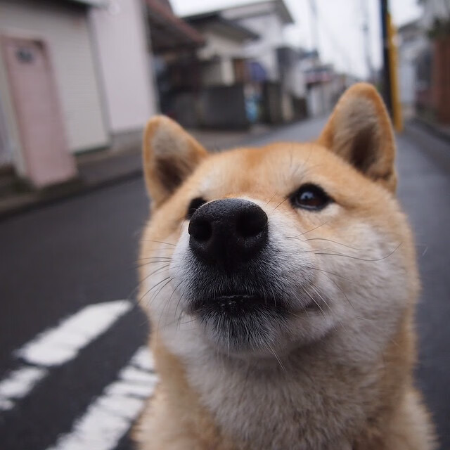 Jiuyou-阿森纳客场战平，总比分负于贝西克塔，阿森纳比赛集锦