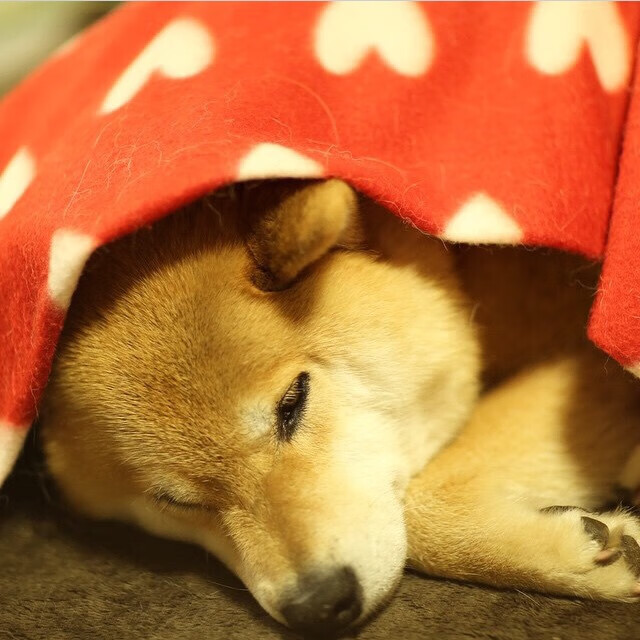 中国青少年篮球运动员身体素质提升研究,青少年篮球运动员主要发展什么素质