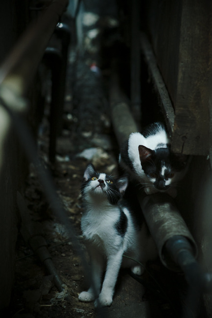 体育专业学生实习管理系统设计与改进研究，体育学院实践报告