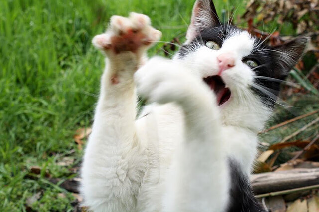 篮球运动员心理韧性培养机制探讨与实践，篮球运动中需要的心理技能