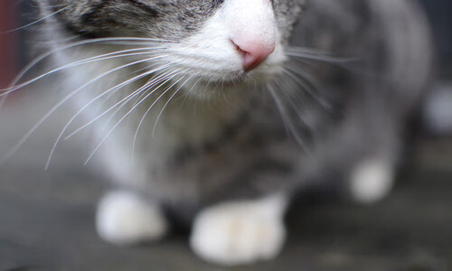 中国香港队赛制透视：如何通过团体配合打破单打局限，香港队伍