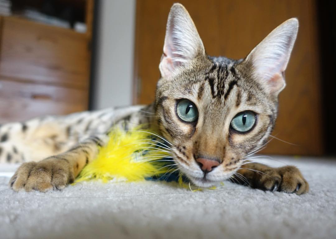 切尔西将加强替补席深度，切尔西引援2020