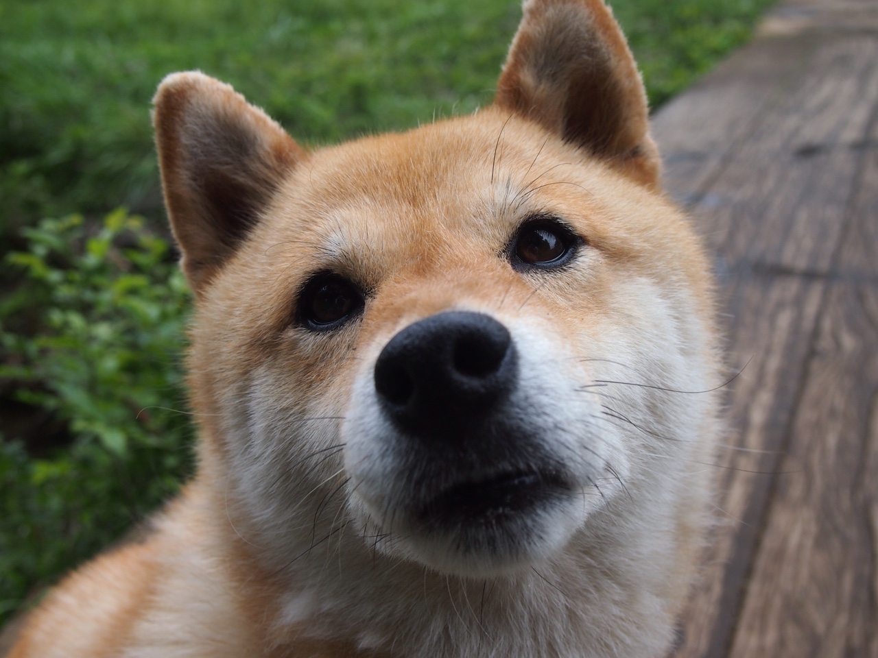 罚球线附近的进攻战术多样化趋势，罚球线足球