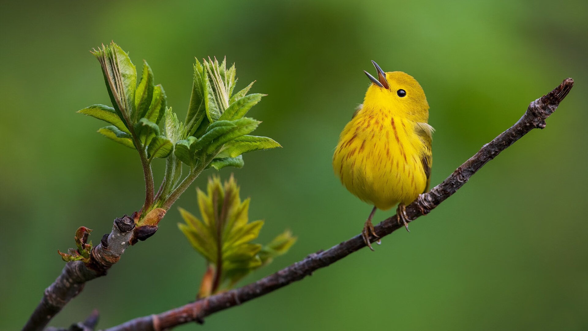 节奏变化是否容易暴露阵容防守弱点,节奏变化的基本方式