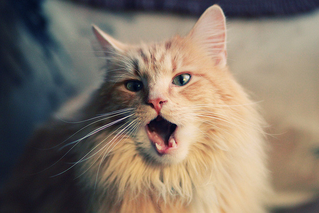 九游下载安装-职业联赛转播话语权过度集中影响公平分配，五大联赛转播权费用