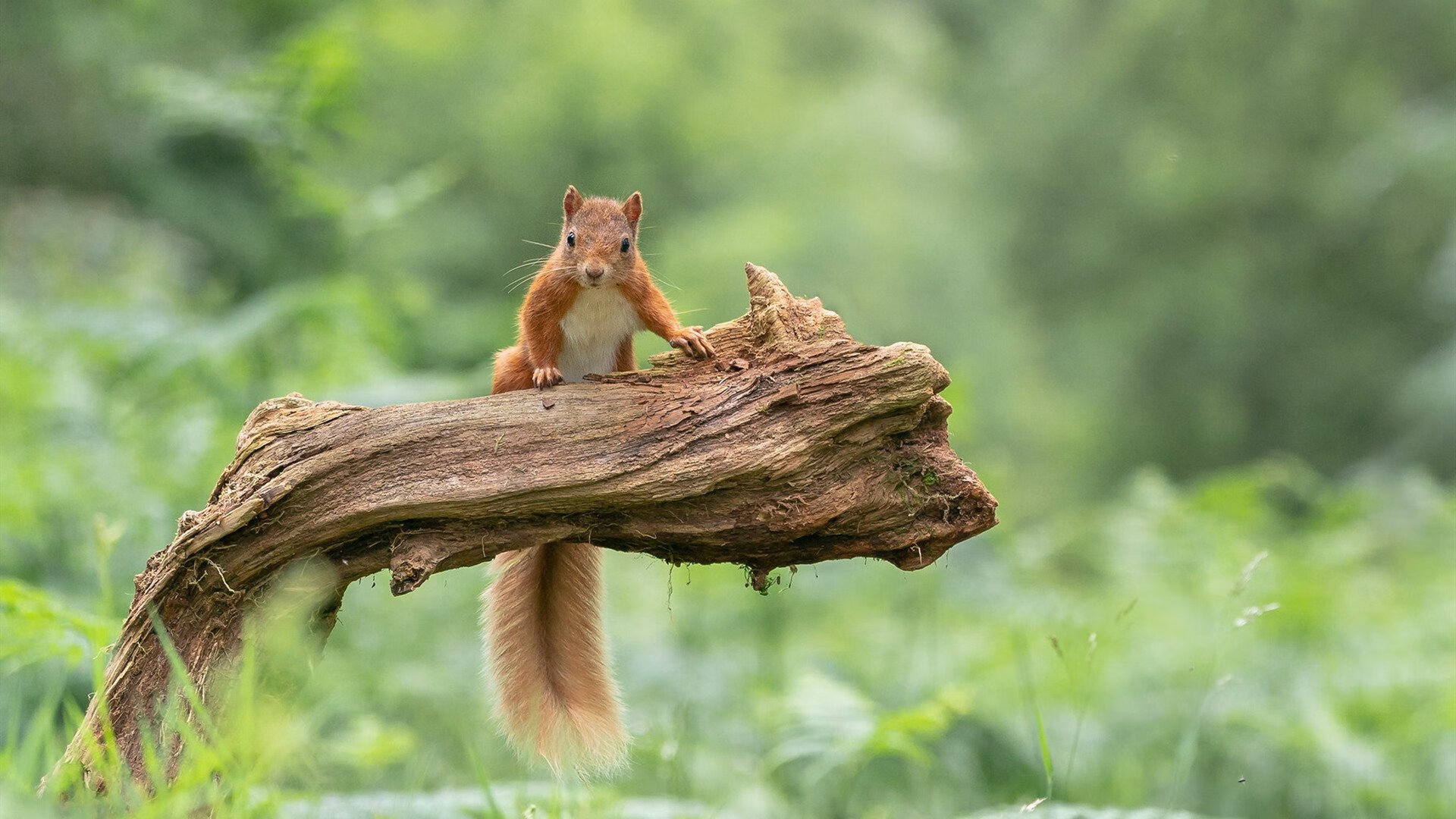 九游-世界杯经典对决：永恒回忆，感动无数！，世界杯经典比赛集锦