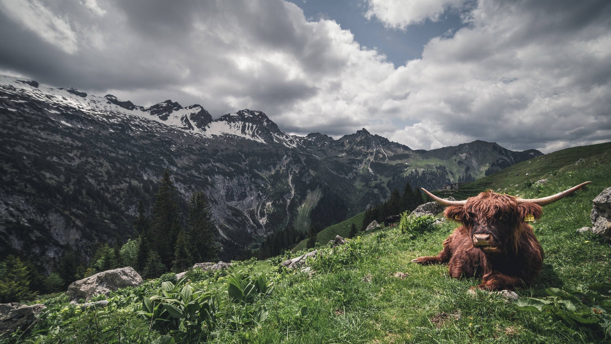 德甲激战正酣，拜仁领跑多特紧追不舍