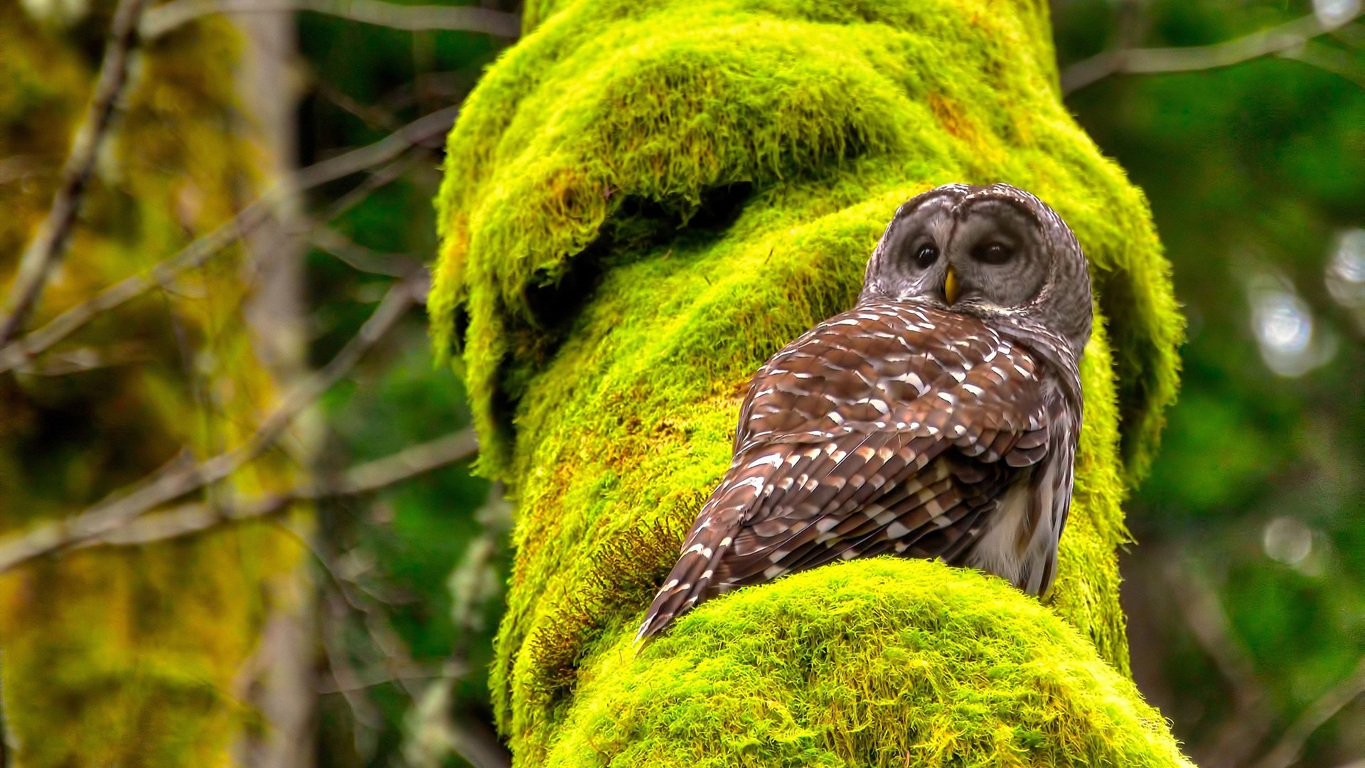 特色足球主题的文创市场持续火爆,带动地方经济发展,什么是足球文创作品