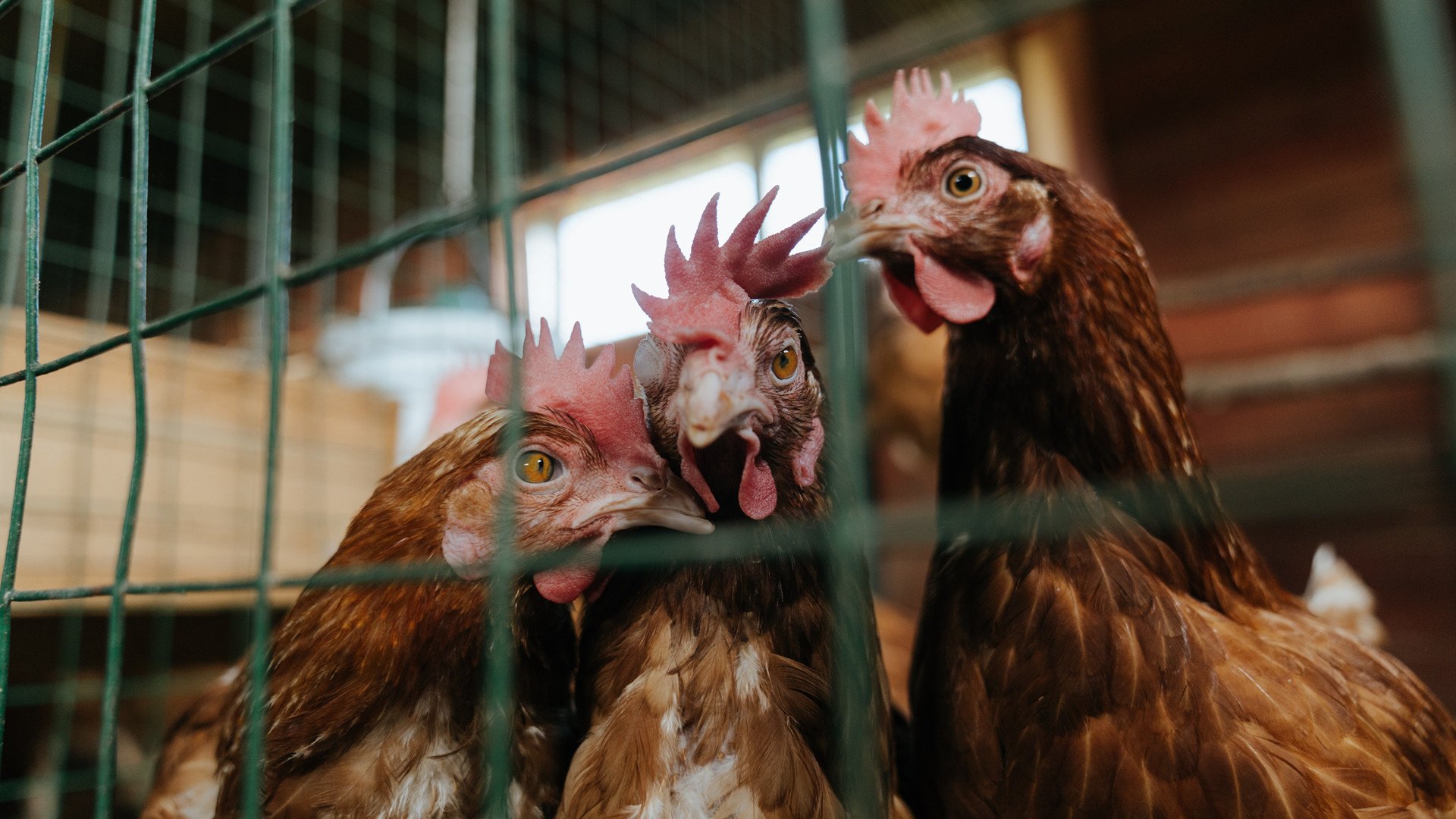 美洲杯超级战士:勇气与技巧的完美碰撞,美洲 杯