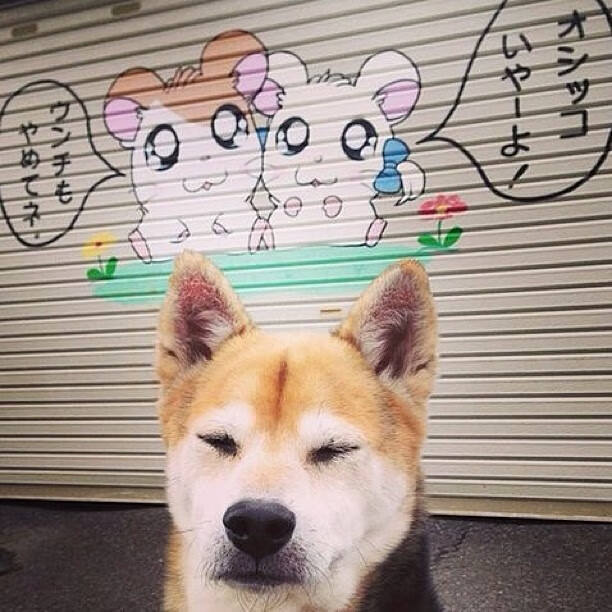 马术比赛 优雅与力量的完美结合,马术的比赛规则和赛制